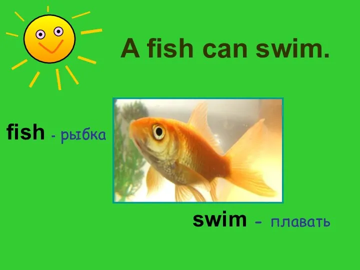 fish - рыбка swim - плавать A fish can swim.