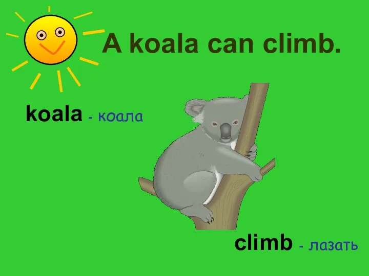 koala - коала climb - лазать A koala can climb.