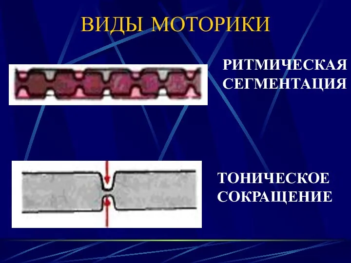 ВИДЫ МОТОРИКИ РИТМИЧЕСКАЯ СЕГМЕНТАЦИЯ ТОНИЧЕСКОЕ СОКРАЩЕНИЕ