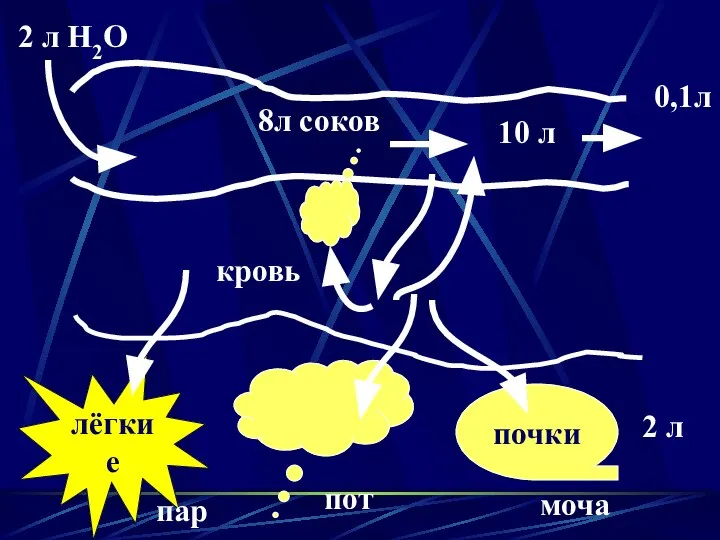 2 л Н2О 8л соков 10 л 0,1л кровь лёгкие пот пар почки моча 2 л