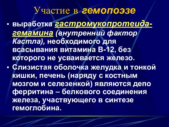 Участие в гемопоэзе выработка гастромукопротеида-гемамина (внутренний фактор Кастла), необходимого для всасывания витамина