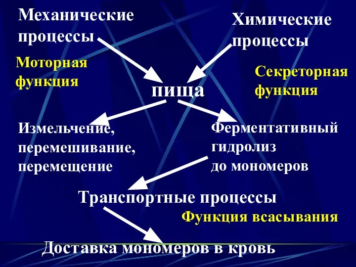 пища Механические процессы Измельчение, перемешивание, перемещение Химические процессы Ферментативный гидролиз до мономеров