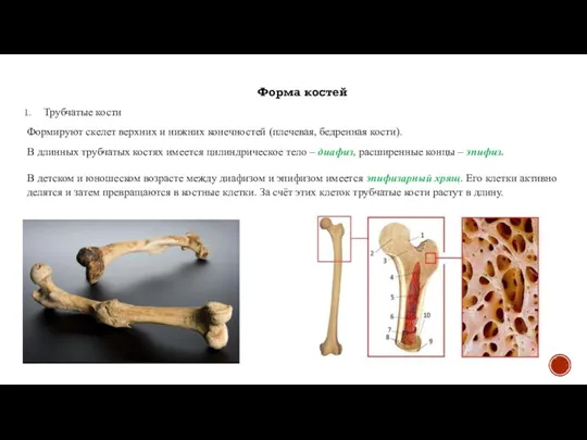Форма костей Трубчатые кости Формируют скелет верхних и нижних конечностей (плечевая, бедренная