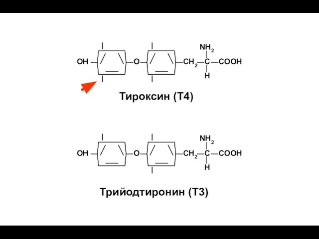 Трийодтиронин (Т3) Тироксин (Т4)