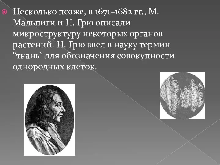 Несколько позже, в 1671–1682 гг., М. Мальпиги и Н. Грю описали микроструктуру