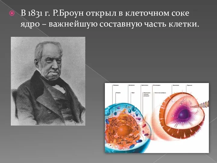 В 1831 г. Р.Броун открыл в клеточном соке ядро – важнейшую составную часть клетки.