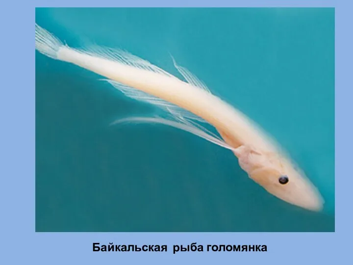 Байкальская рыба голомянка