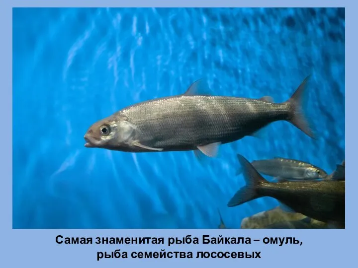 Самая знаменитая рыба Байкала – омуль, рыба семейства лососевых