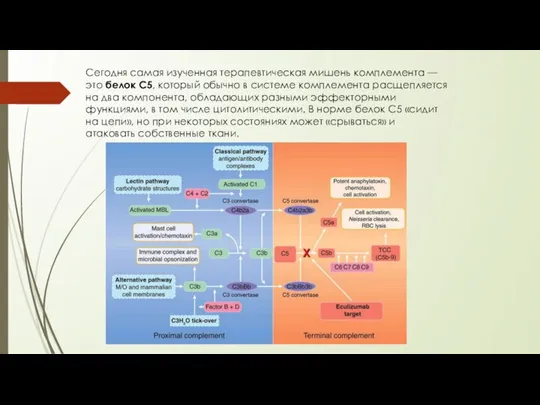 Сегодня самая изученная терапевтическая мишень комплемента — это белок С5, который обычно