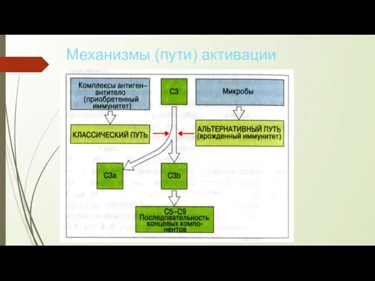 Механизмы (пути) активации