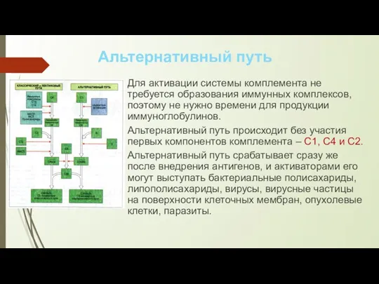 Для активации системы комплемента не требуется образования иммунных комплексов, поэтому не нужно