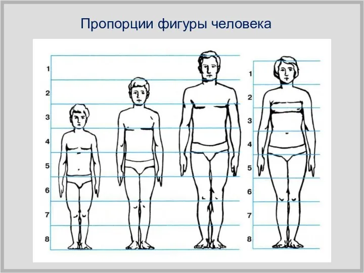 Пропорции фигуры человека