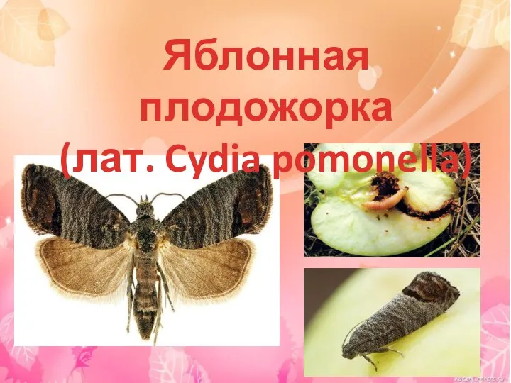 Яблонная плодожорка (лат. Cydia pomonella)