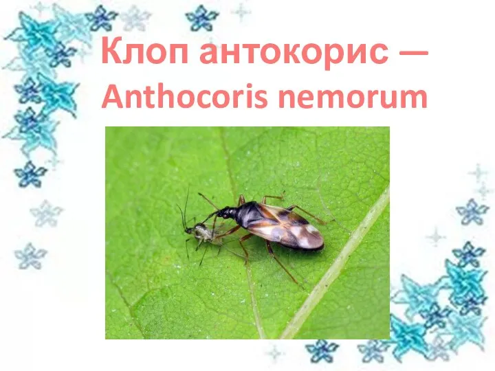 Клоп антокорис — Anthocoris nemorum