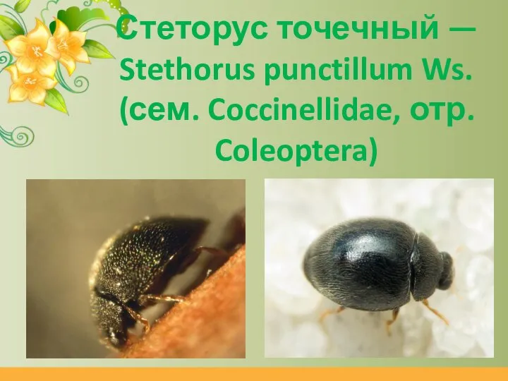Стеторус точечный — Stethorus punctillum Ws. (сем. Coccinellidae, отр. Coleoptera)