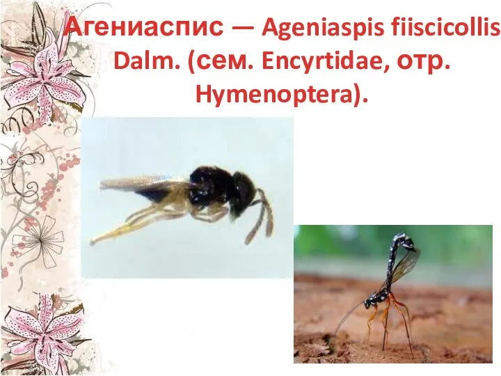 Агениаспис — Ageniaspis fiiscicollis Dalm. (сем. Encyrtidae, отр. Hymenoptera).