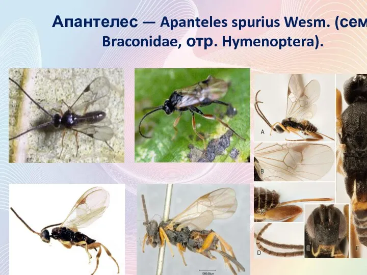Апантелес — Apanteles spurius Wesm. (сем. Braconidae, отр. Hymenoptera).