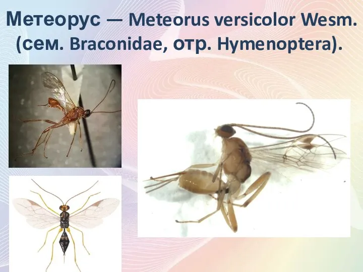 Метеорус — Meteorus versicolor Wesm. (сем. Braconidae, отр. Hymenoptera).