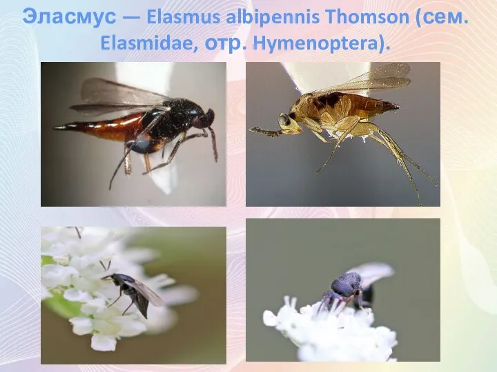 Эласмус — Elasmus albipennis Thomson (сем. Elasmidae, отр. Hymenoptera).