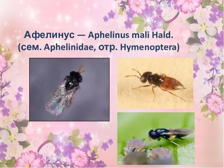 Афелинус — Aphelinus mali Hald. (сем. Aphelinidae, отр. Hymenoptera)