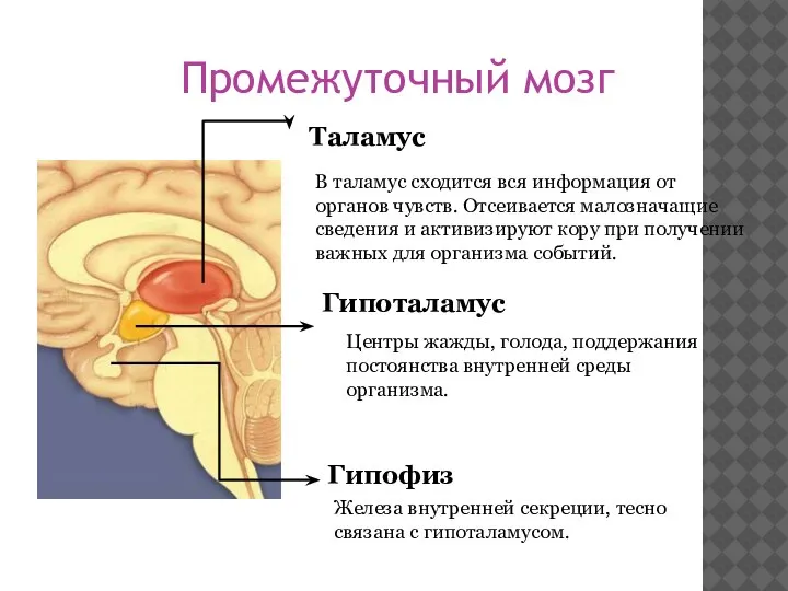 Промежуточный мозг Таламус В таламус сходится вся информация от органов чувств. Отсеивается