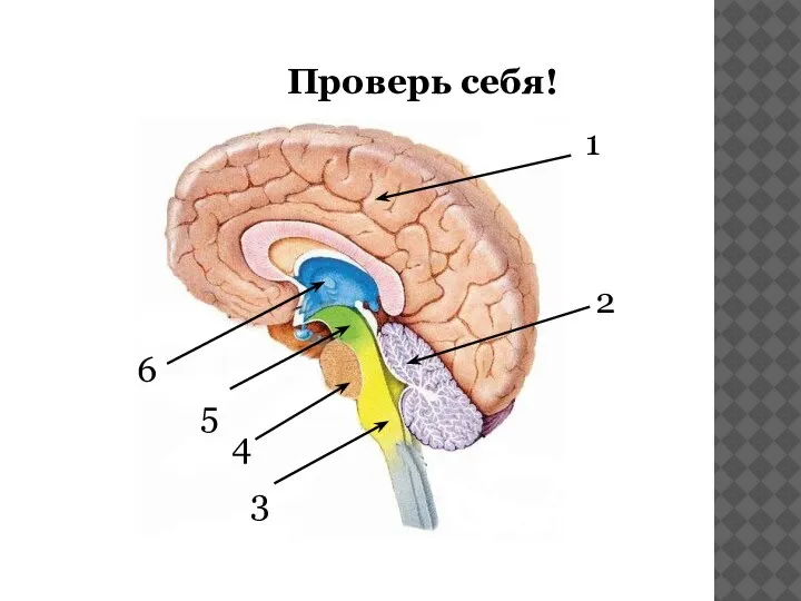 Проверь себя! 1 2 3 5 6 4