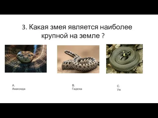 3. Какая змея является наиболее крупной на земле ? В. Гадюка А. Анаконда С. Уж