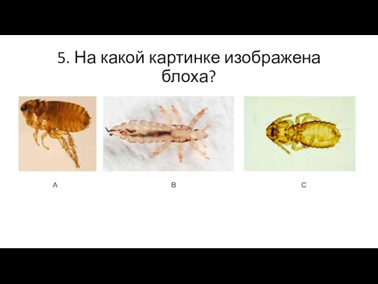 5. На какой картинке изображена блоха? А В С