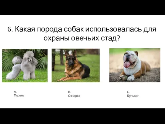 6. Какая порода собак использовалась для охраны овечьих стад? А. Пудель В. Овчарка С. Бульдог