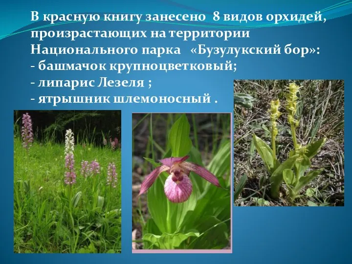 В красную книгу занесено 8 видов орхидей, произрастающих на территории Национального парка