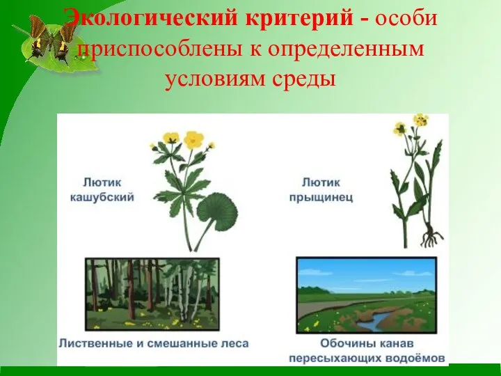 Экологический критерий - особи приспособлены к определенным условиям среды