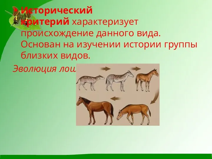 Исторический критерий характеризует происхождение данного вида. Основан на изучении истории группы близких видов. Эволюция лошади