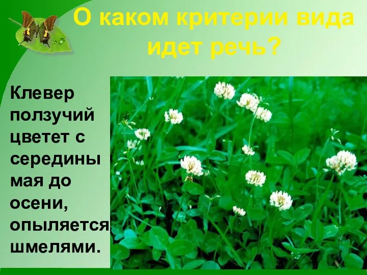 О каком критерии вида идет речь? Клевер ползучий цветет с середины мая до осени, опыляется шмелями.