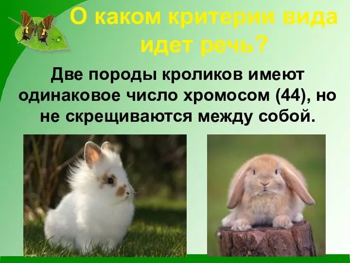 О каком критерии вида идет речь? Две породы кроликов имеют одинаковое число