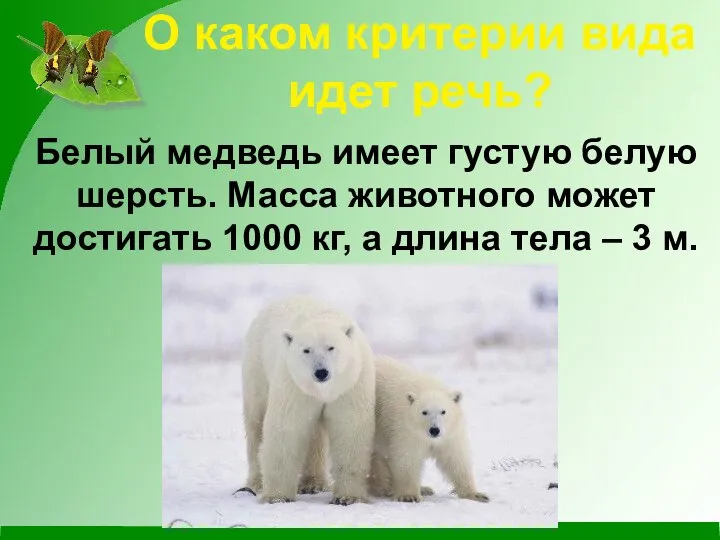 О каком критерии вида идет речь? Белый медведь имеет густую белую шерсть.