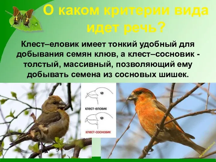 О каком критерии вида идет речь? Клест–еловик имеет тонкий удобный для добывания