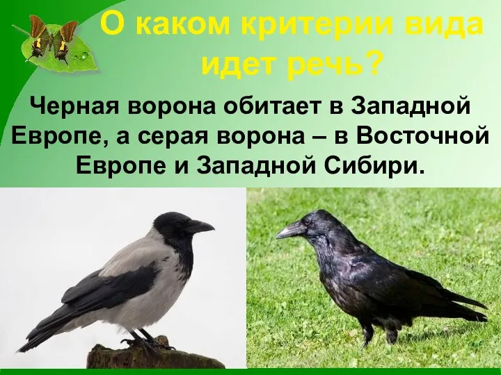 О каком критерии вида идет речь? Черная ворона обитает в Западной Европе,