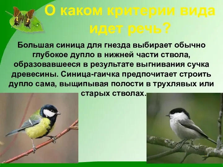 О каком критерии вида идет речь? Большая синица для гнезда выбирает обычно