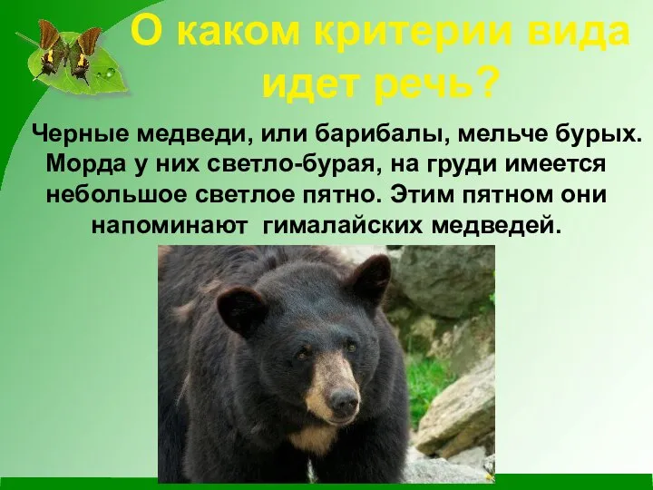 О каком критерии вида идет речь? Черные медведи, или барибалы, мельче бурых.