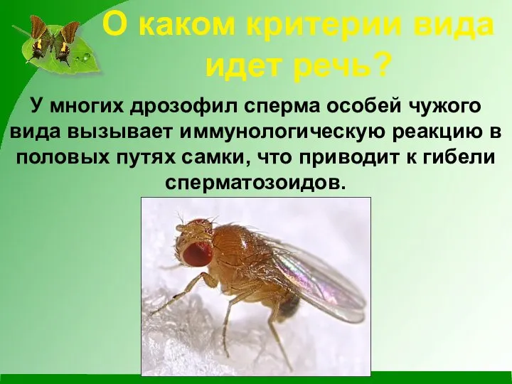 О каком критерии вида идет речь? У многих дрозофил сперма особей чужого