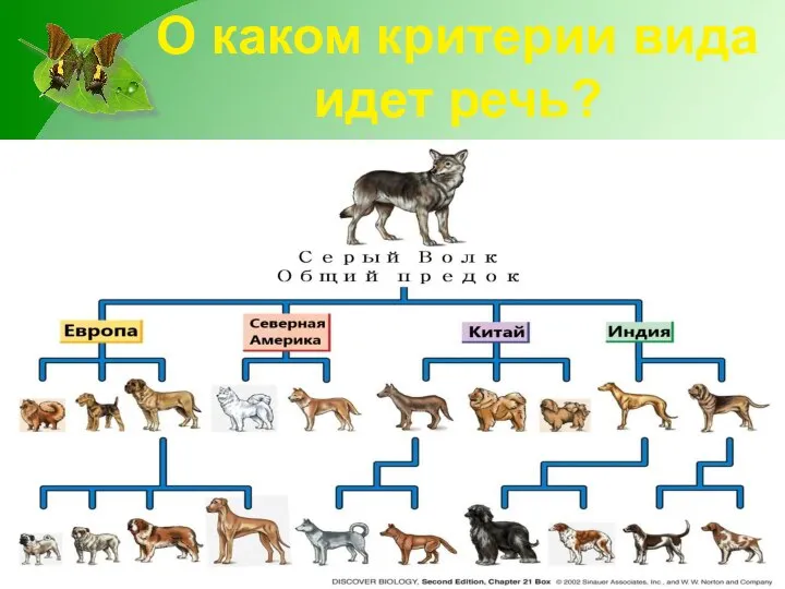 О каком критерии вида идет речь?