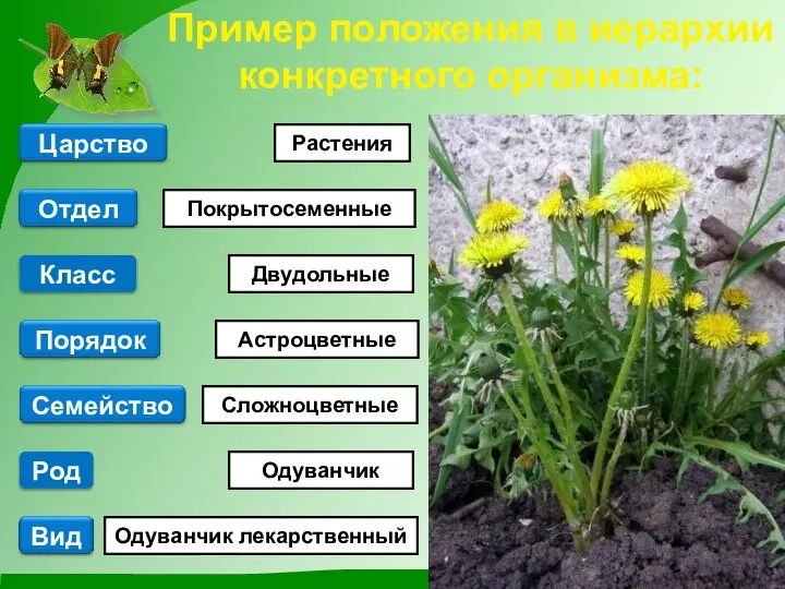 Пример положения в иерархии конкретного организма: Растения Одуванчик лекарственный Одуванчик Двудольные Покрытосеменные Род Класс Астроцветные Сложноцветные