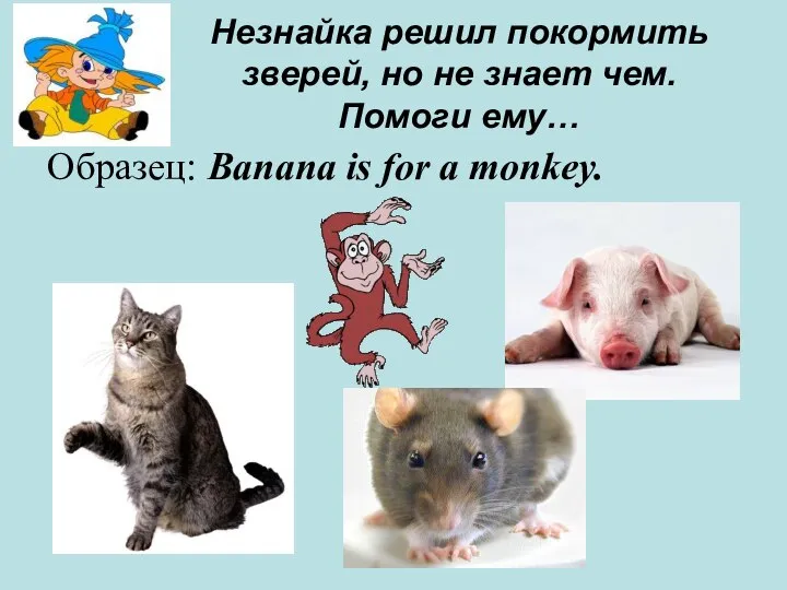 Незнайка решил покормить зверей, но не знает чем. Помоги ему… Образец: Banana is for a monkey.
