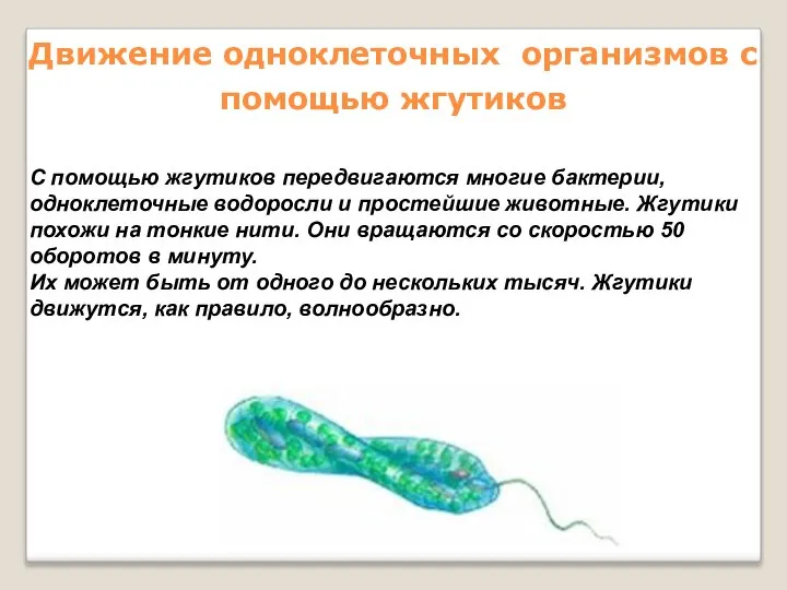 Движение одноклеточных организмов с помощью жгутиков С помощью жгутиков передвигаются многие бактерии,