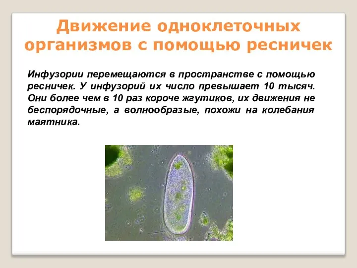 Движение одноклеточных организмов с помощью ресничек Инфузории перемещаются в пространстве с помощью