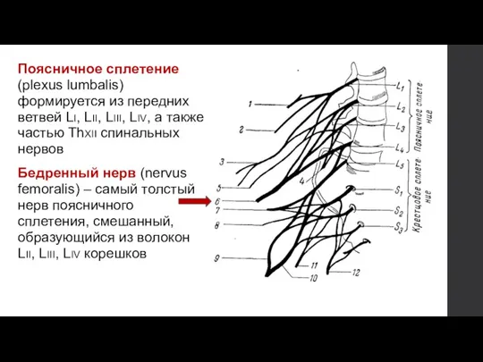 Поясничное сплетение (plexus lumbalis) формируется из передних ветвей LI, LII, LIII, LIV,