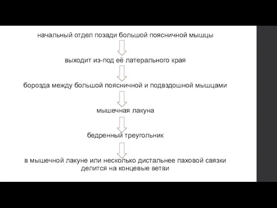 начальный отдел позади большой поясничной мышцы выходит из-под её латерального края борозда