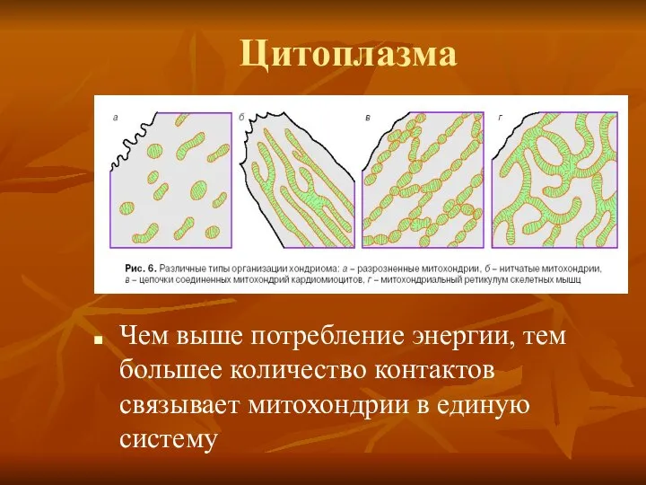 Цитоплазма Чем выше потребление энергии, тем большее количество контактов связывает митохондрии в единую систему