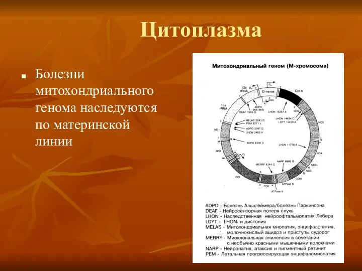 Цитоплазма Болезни митохондриального генома наследуются по материнской линии