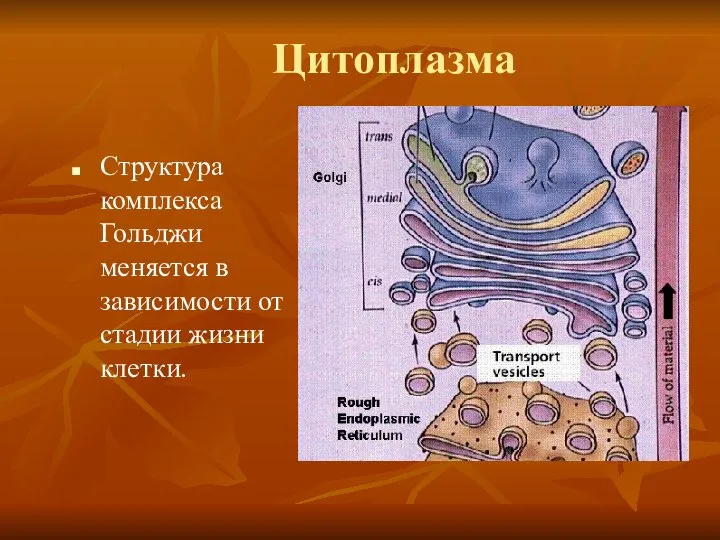 Структура комплекса Гольджи меняется в зависимости от стадии жизни клетки. Цитоплазма